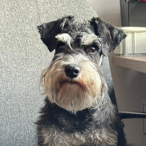 Olia, a salt-and-pepper miniature schnauzer